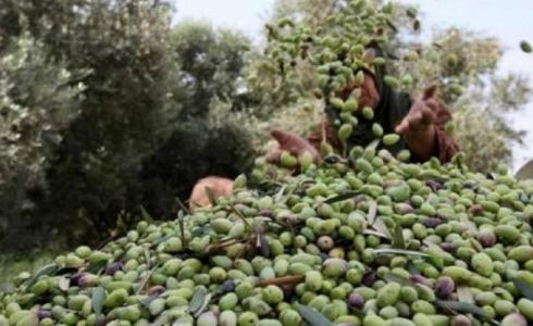 الزراعة تحدد  موعدا لقطف الزيتون وتشغيل المعاصر