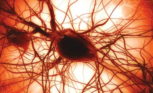 صورة توضيحية لخلايا القلب