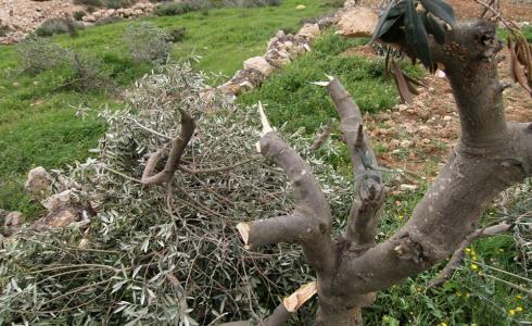 قطع أشجار الزيتون - أرشيفية 