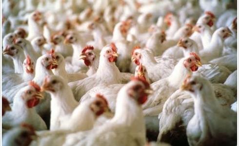 مزرعة دواجن -ارشيف-