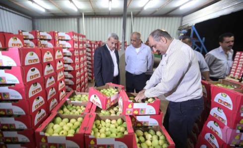 قلقيلية: تصدير أول شحنة جوافة إلى الأردن