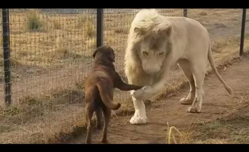 أسد يصافح كلبا