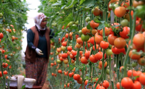 مزارع البندورة في قطاع غزة 