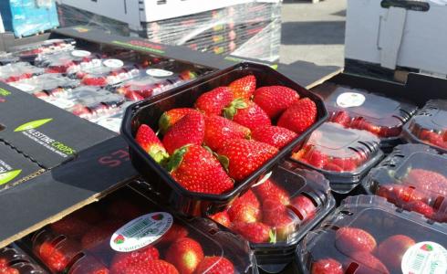 تصدير التوت الأرضي من غزة - أرشيفية