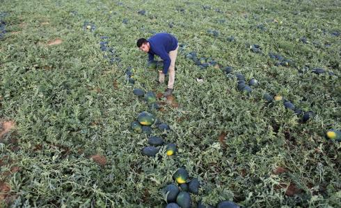 مزارعون فلسطينيون يجمعون البطيخ من حقلهم في خان يونس جنوب قطاع غزة