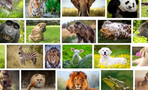 محبو هذه الحيوانات يميلون أكثر إلى الخيانة!