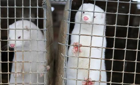 إعدام الآلاف من المنك في هولندا بسبب كورونا