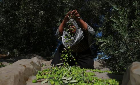 قطف الزيتون في غزة - ارشيف