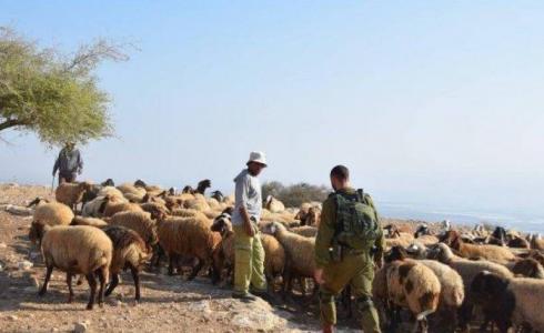 الاحتلال يطارد رعاة الأغنام في الأغوار الشمالية