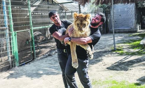 حديقة في رفح تسمح لزوارها مداعبة لبوة