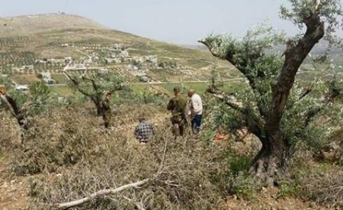 أشجار زيتون لأراضٍ فلسطينية
