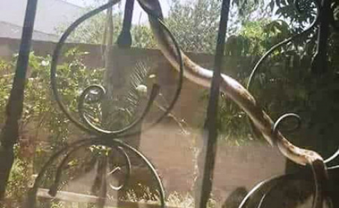 أفعى على شباك منزل في أم الفحم 
