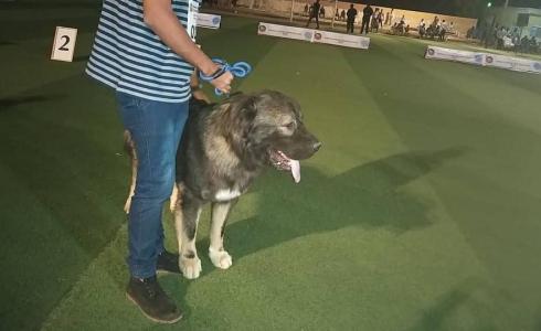 شاهد: مسابقة لجمال الكلاب في السودان