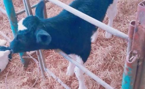 تلقيح صناعي 