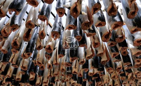 تجهيز سمك الرنجة المعروف بالفسيخ في غزة(APA)