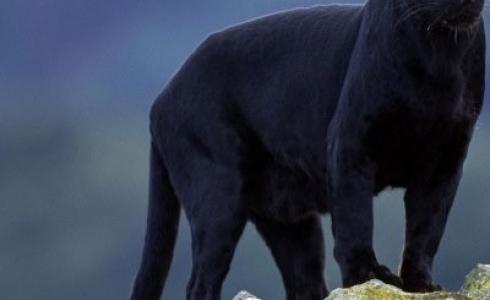 النمر الأسود يجوب شوارع في أسكتلندا