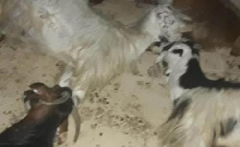 نفوق 60 رأسا من الماشية بسموم رشها مستوطنون في الأغوار