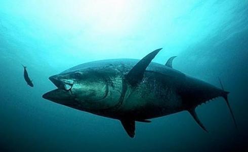 شاهد: سمكة غريبة برأس بطريق