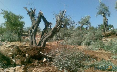 مستوطنون يقتلعون أشجار زيتون -أرشيف-