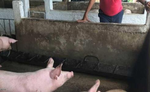 حمى الخنازير الأفريقية 