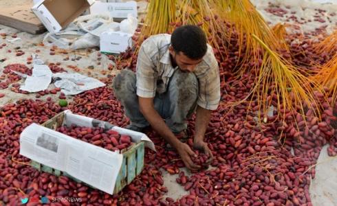 موسم جني  وحصاد البلح الأحمر هذا العام 