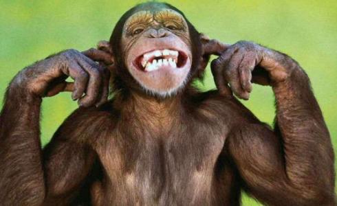 شاهد: رد فعل غريب لقرد شاهد رجلا يغرق داخل نهر