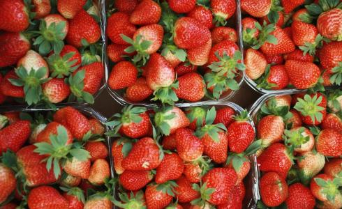 الفراولة في غزة - ارشيفية