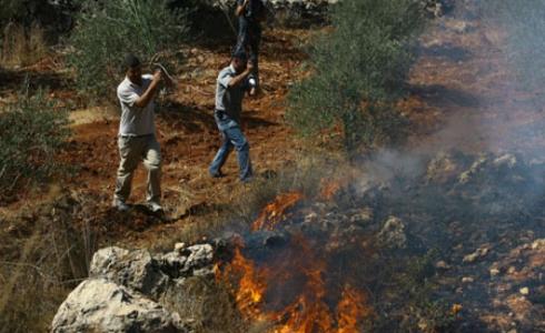 مستوطنون يشعلون النار في أشجار زيتون بسبسطية