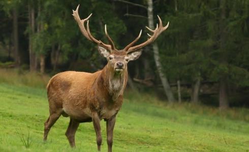 شاهد: ثور يهاجم سيدة مرت بجواره
