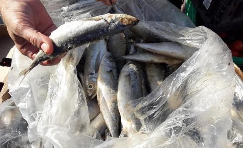 سمك فاسد - توضيحية 