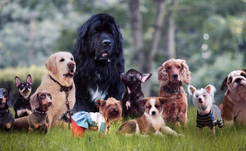 مجموعة من الكلاب 