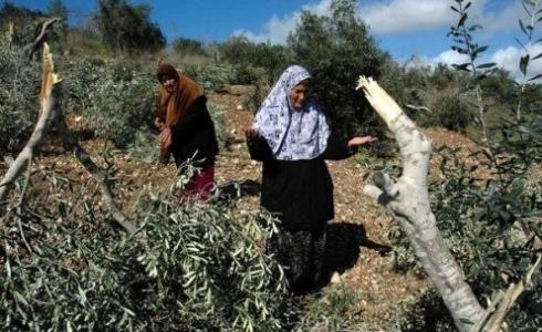 مستوطنون يقتلعون المئات من أشتال الكرمة والزيتون في أراضي الخضر ارشيف
