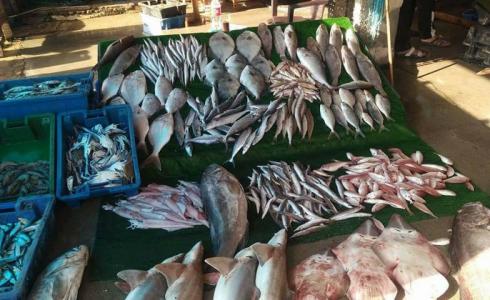 أسماك غزة - توضيحية