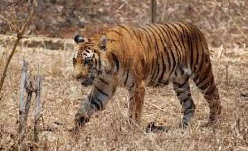 السلطات تشن حملة ضد صيادي النمور