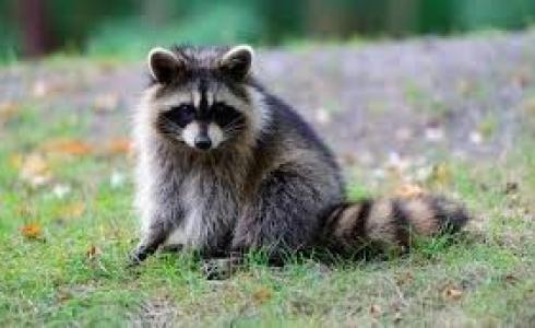 شاهد: عندما يتقمص حيوان الراكون دور كلب الراعي