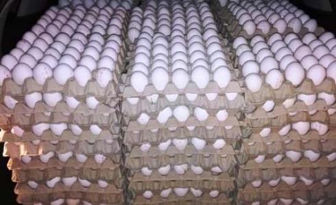 إحباط محاولتين تهريب 12 ألف بيضة في الضفة الغربية