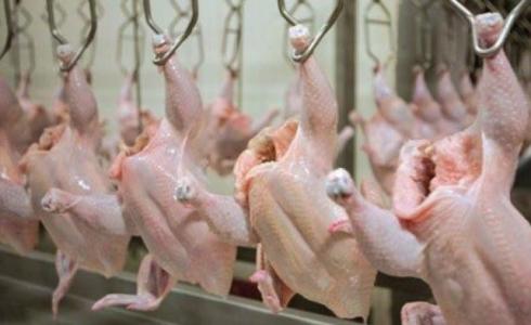 انخفاض أسعار الدجاج في أسواق غزة اليوم الجمعة