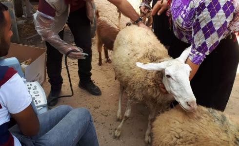 العمل الزراعي في غزة ينفذ زيارات بيطرية لمربي الأغنام