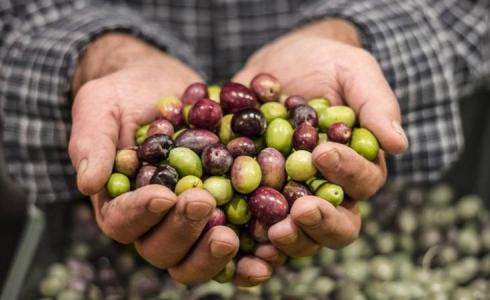 استيراد الزيتون من إسرائيل