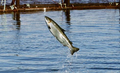 شاهد: طائر يصطاد سمكة ضخمة ويحلق بها عاليا