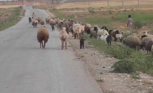 مستوطن يدهس قطيعا من الماشية جنوب الخليل - أرشيفية