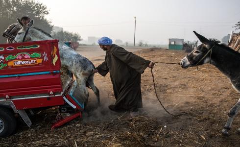 الحمير في مصر  - إرشيفية -