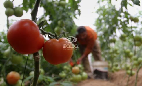 مزرعة بندورة في غزة