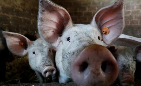  زراعة شريحة كمبيوتر في دماغ خنزير