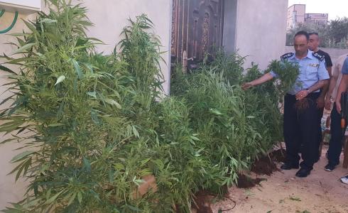 أشتال القنب الهندي