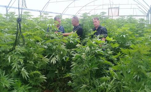 الشرطة تضبط نحو 3 آلاف شتلة ماريجوانا جنوب الخليل