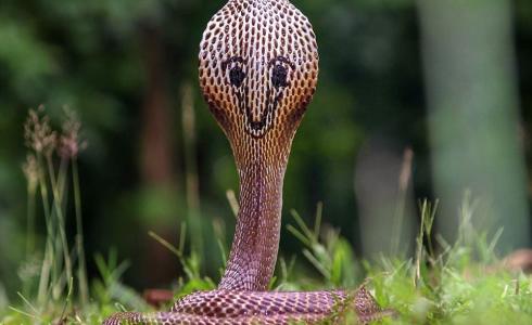 أفعى تثير الرعب في مدينة ألمانية أسبوع كامل - توضيحية