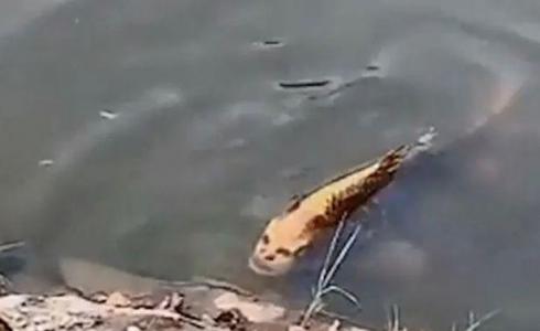 سمكة بوجه إنسان