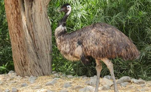 حيوان النعام لدى حديقة الحيوان في قلقيلية