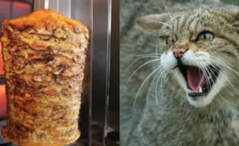 قطة تأكل شاورما